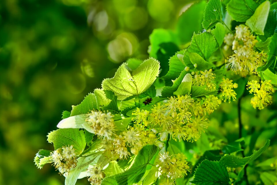 Lime blossom flowering twig spring