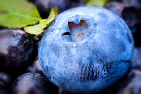 Blue ripe fruit photo