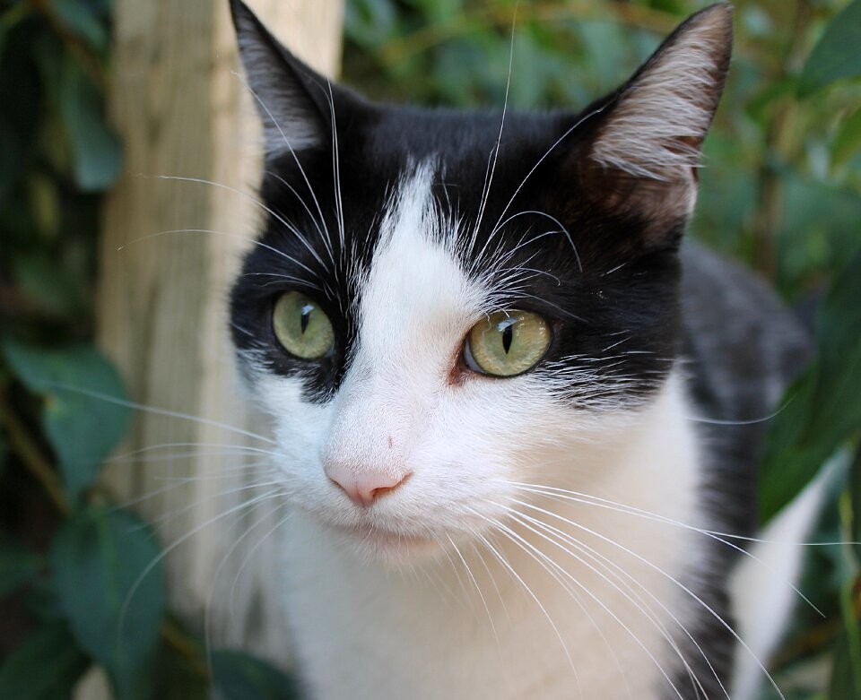 Pet feline portrait photo