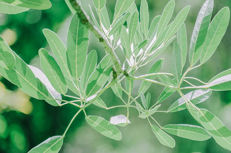 Landscape leaves sky