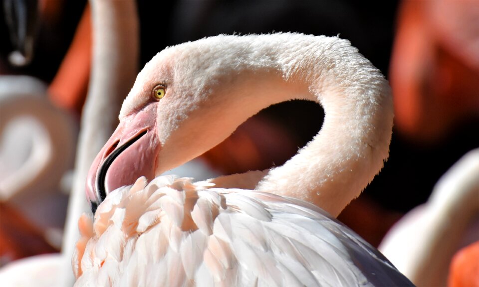 Feather pride tierpark hellabrunn