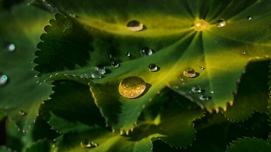 Water drop of water plant photo