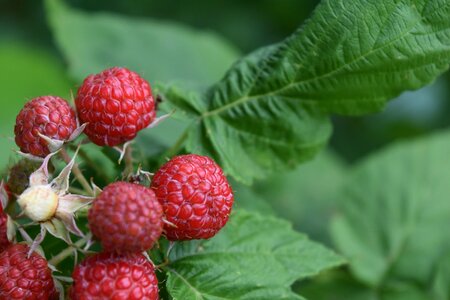 Vitamins berry garden