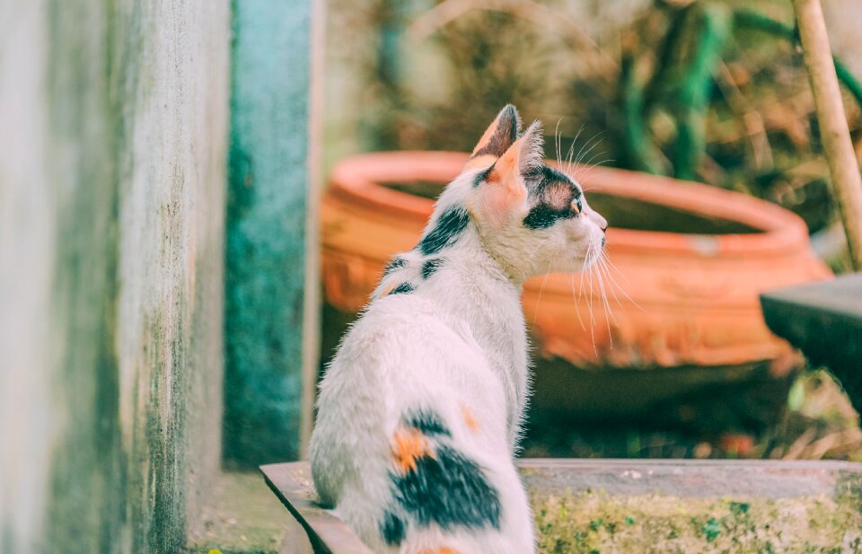 Cat kitten adorable