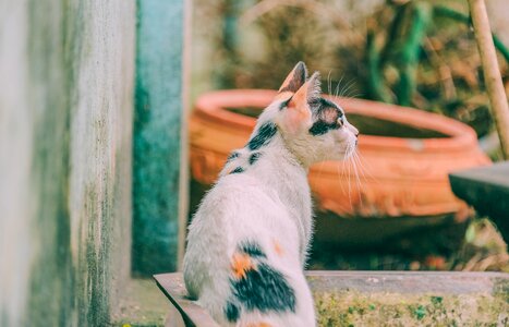 Cat kitten adorable