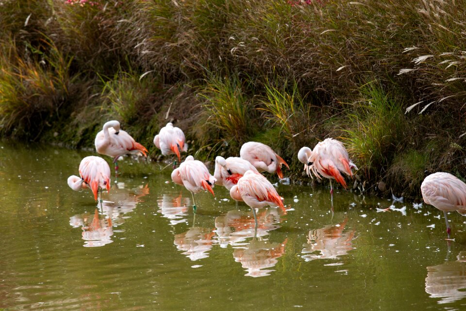 Flamingos pink camargue birds