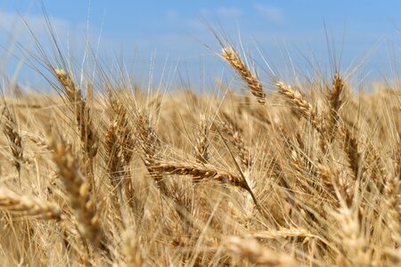 Nature cereals wheat field photo