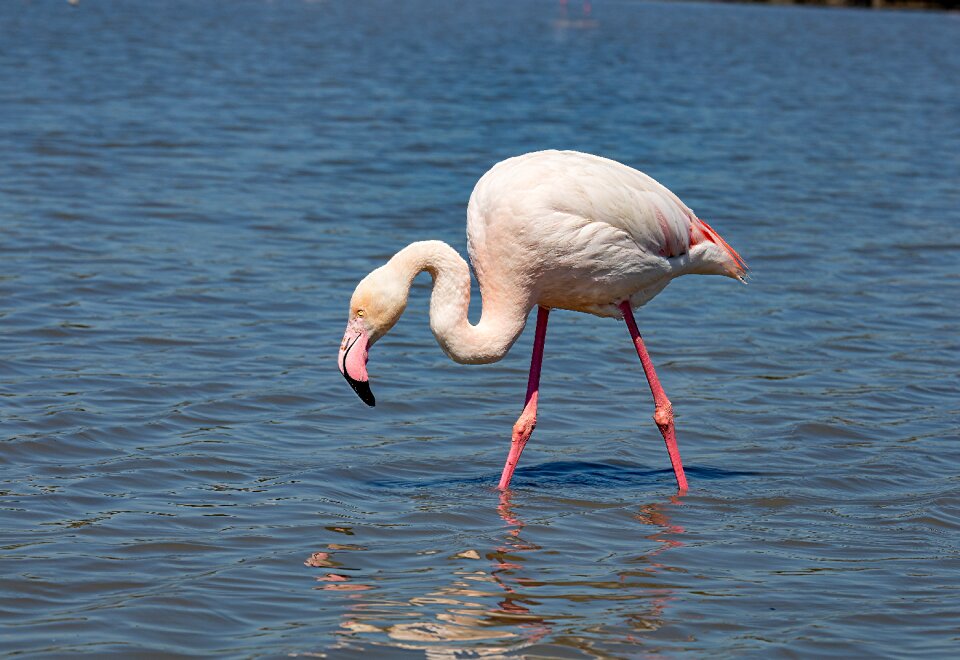 Pond flamingos fauna