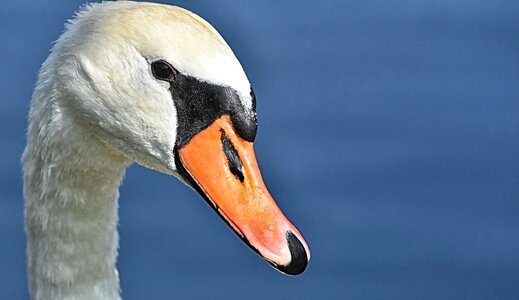Plumage white beautiful