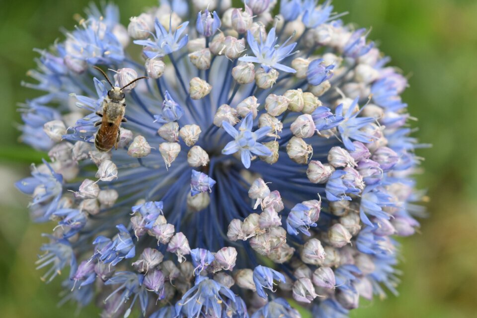 Bloom bee insect