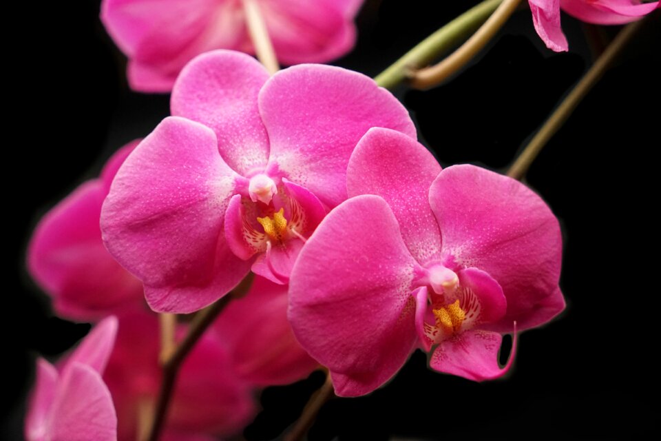 Petal nature flowers