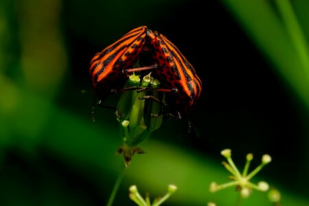 Insect stripes bugs plant