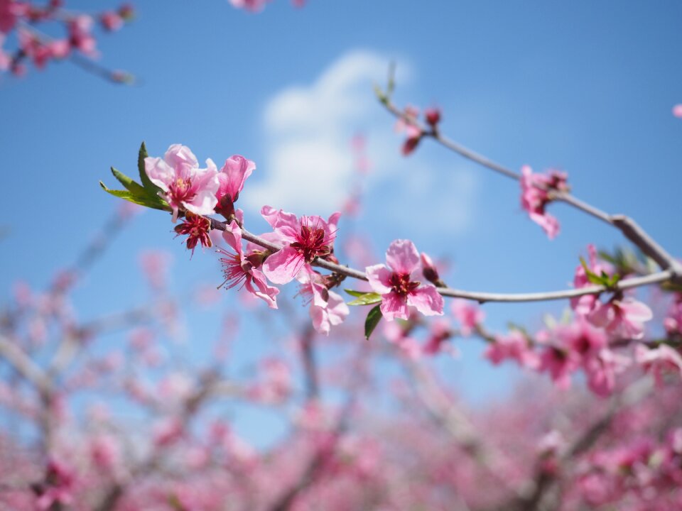 Flower peach blossom Free photos