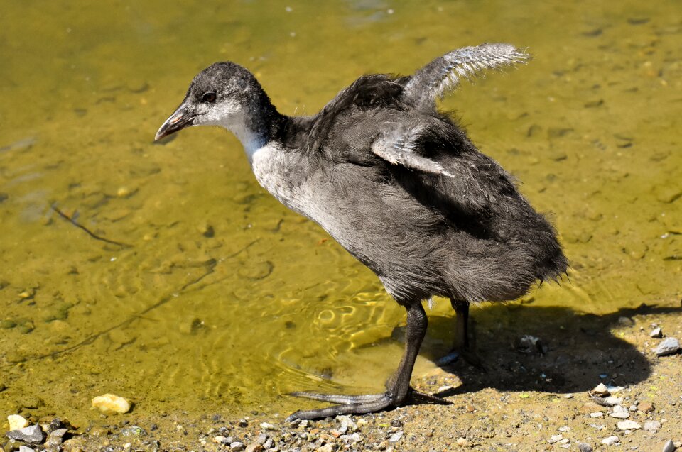 Waters nature waterfowl