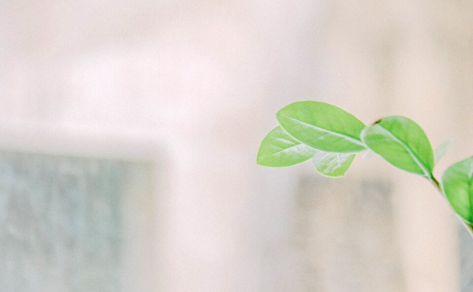 Landscape leaves sky