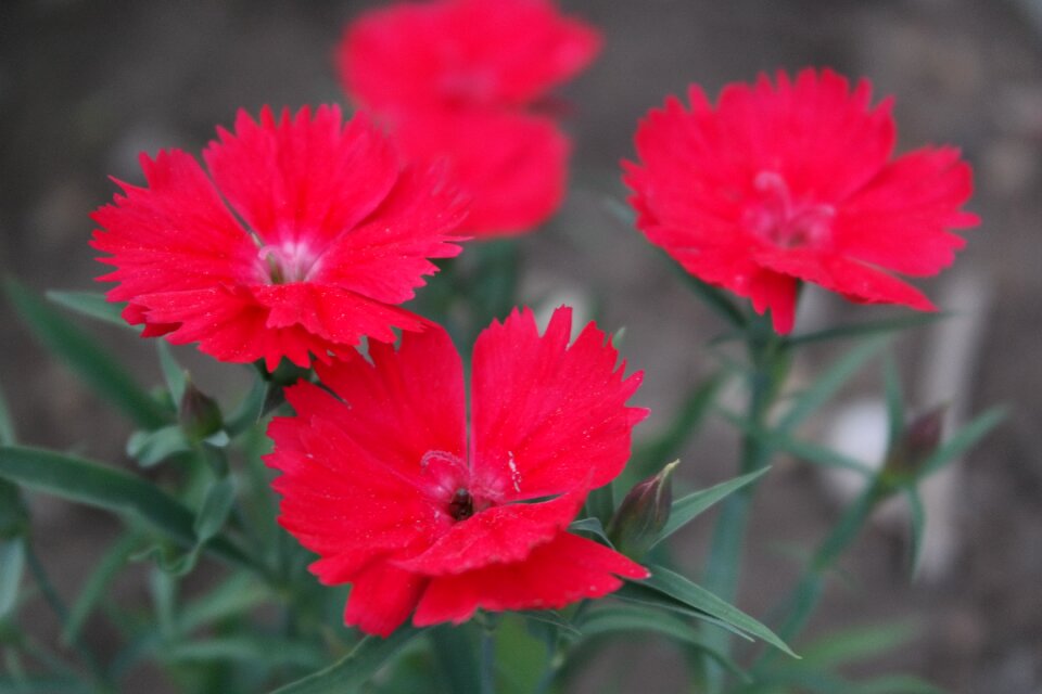Red flower garden