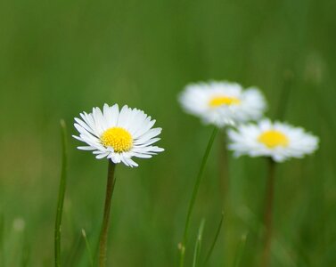 Plant field geese flower