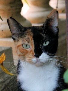 Tricolor tawny black