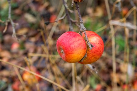 Red apple tree nature