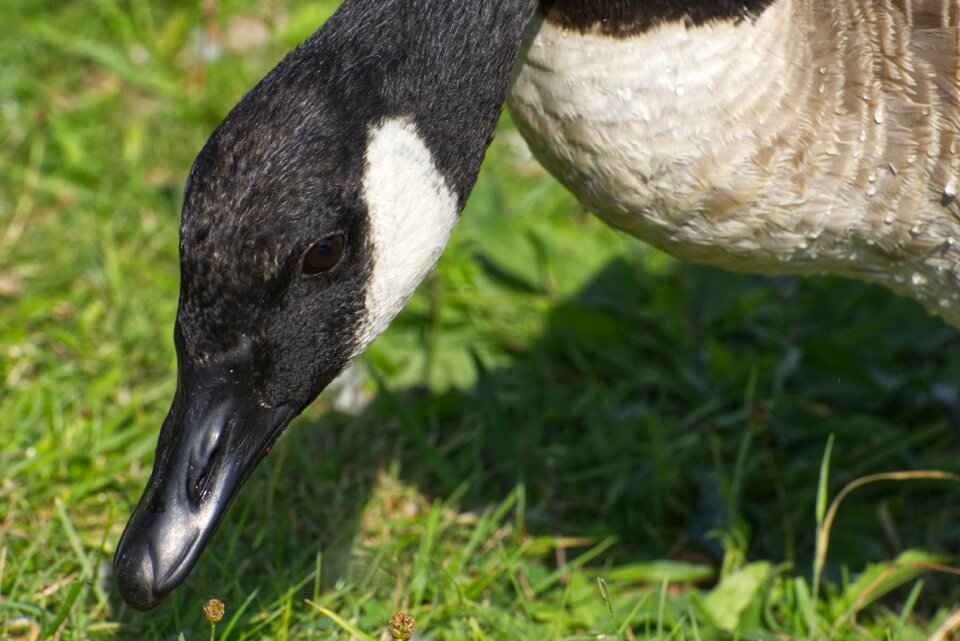Nature water bird animals