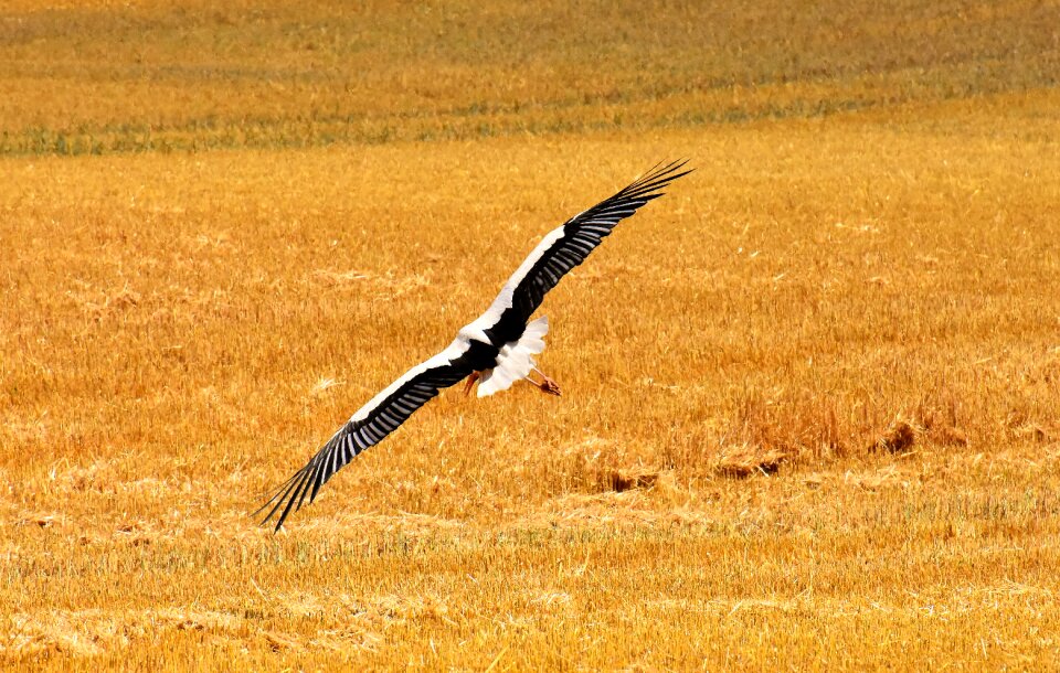 Nature birds meadow - Free photos on creazilla.com