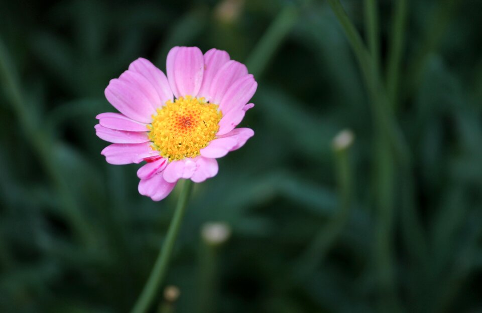 Blossom bloom flower