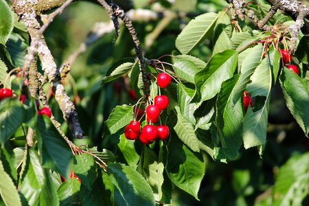 Tree fruit sweet cherry photo