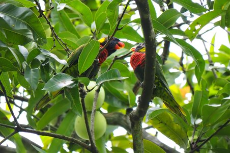 Animal bird wild photo