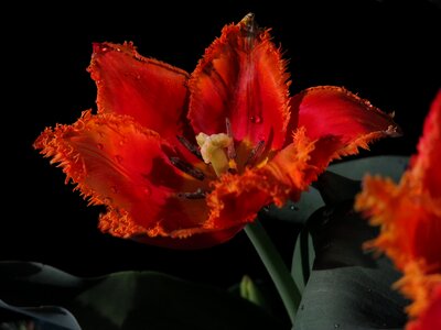 Red flower pistil flower