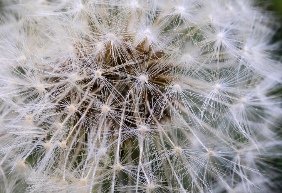 Nature plant dandelion seeds