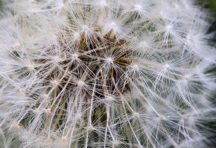 Nature plant dandelion seeds photo