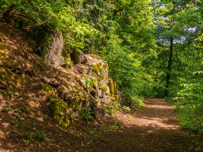 Forest path trees hiking
