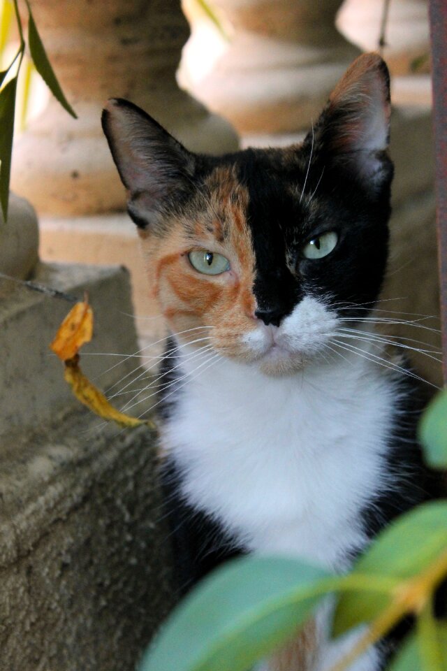 Tawny black white