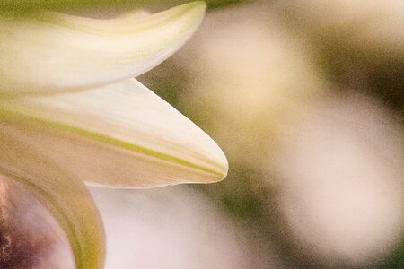 Bloom plant close up