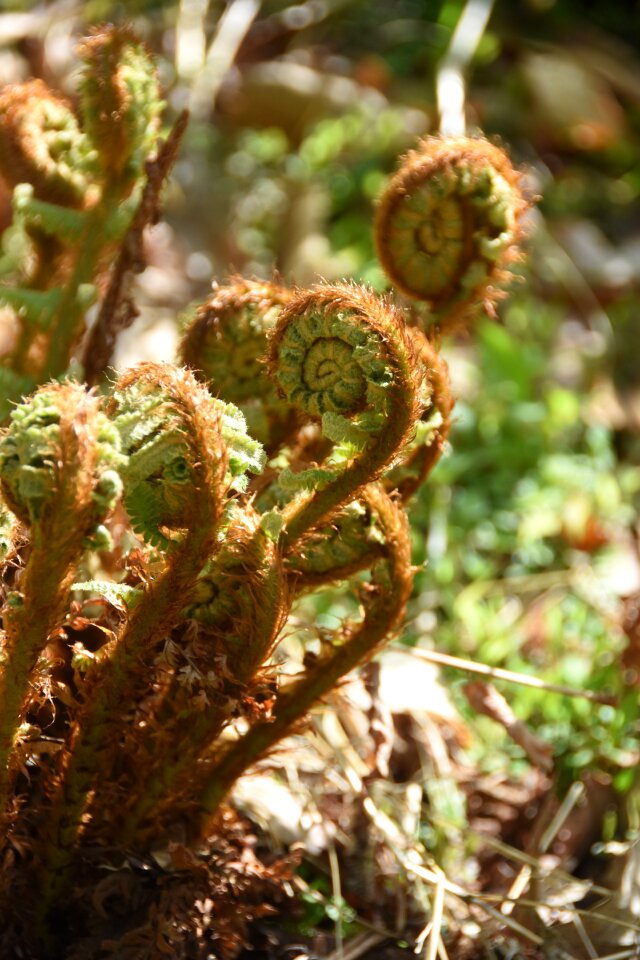 Nature plants curve