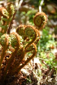 Nature plants curve