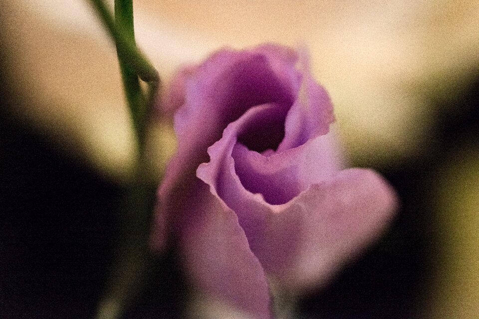 Bloom plant close up