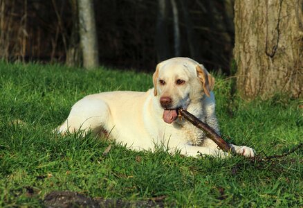 Stick pet dog