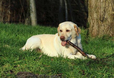 Stick pet dog photo