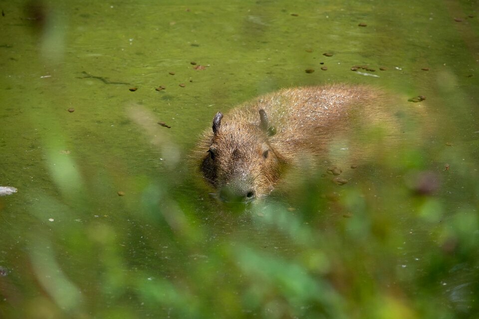 Mammal nager animal world