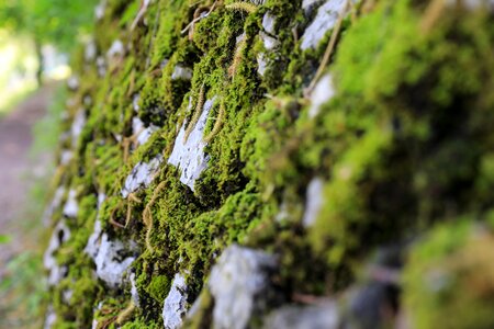 Mossy stone wall green mood photo