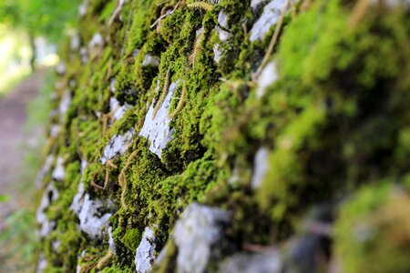 Mossy stone wall green mood