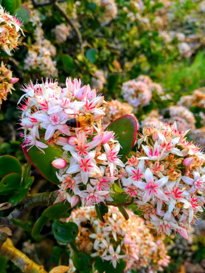 Garden nature spring