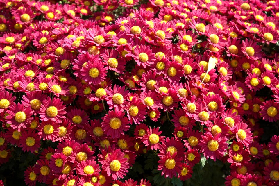 Bright autumn flower