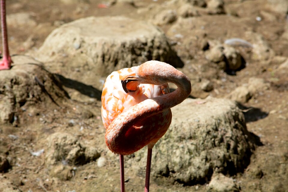 Pride plumage animal world