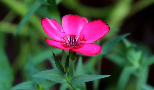 Flower nature bloom photo