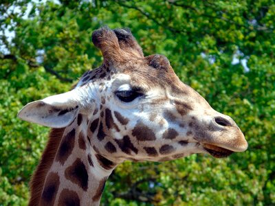 Zoo wildlife nature