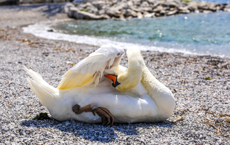 Animal waterfowl állatportré