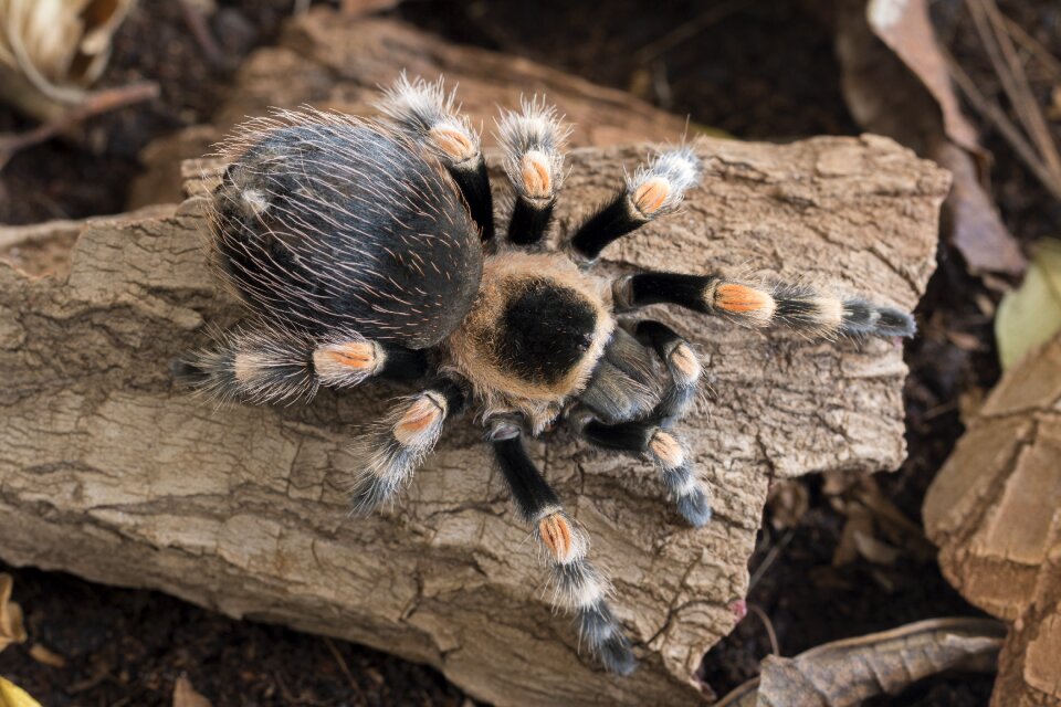 Tarantula exotic arachnophobia