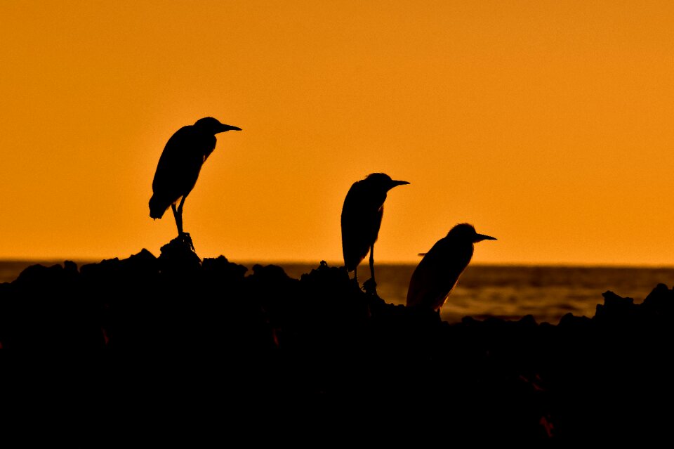 Birds sky nature photo